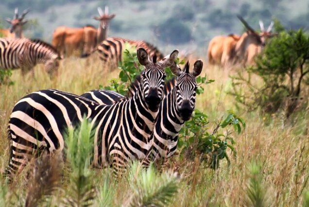 3 Days Akagera National Park Safari & Lake