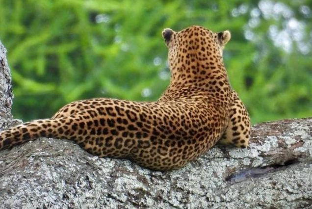 8-Day Kilimanjaro Climb – Lemosho Route